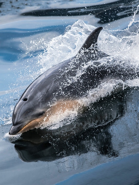 Dolphin swimming in Milford Sound fjord during cruise, New Zealand.