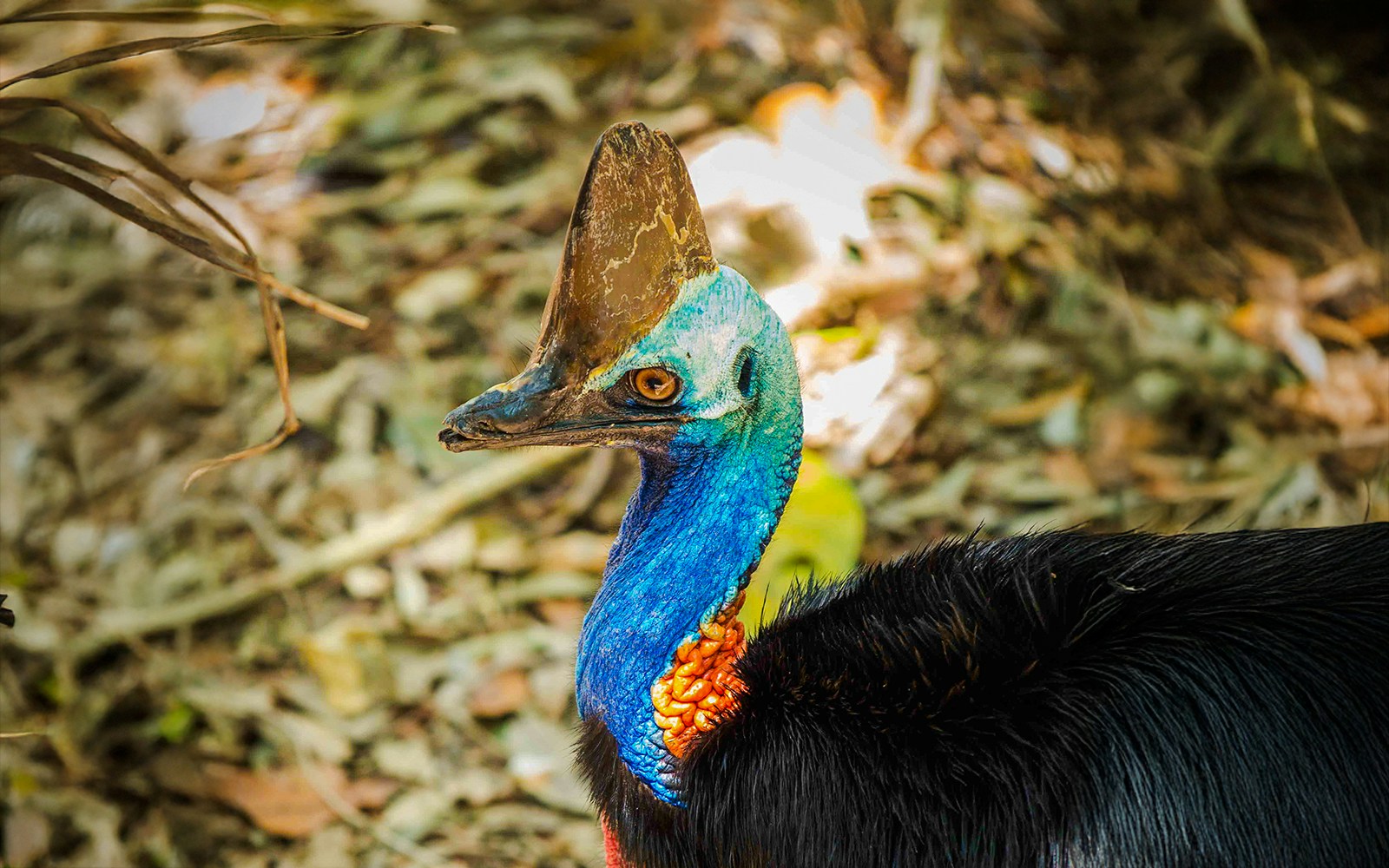 Southern Cassowary at Dreamworld, Gold Coast, with vibrant blue and black plumage.