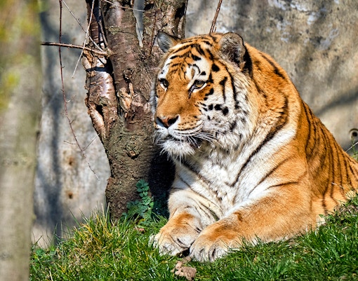 Tiger im Zoo Leipzig