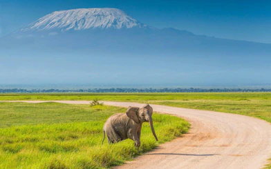 Elephant walking on a dirt path with Mount Kilimanjaro in the background, Amboseli National Park.