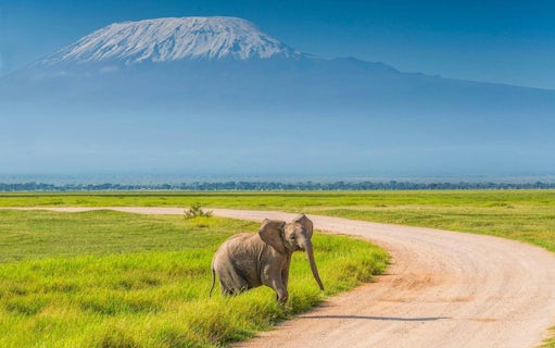 Elephant walking on a dirt path with Mount Kilimanjaro in the background, Amboseli National Park.