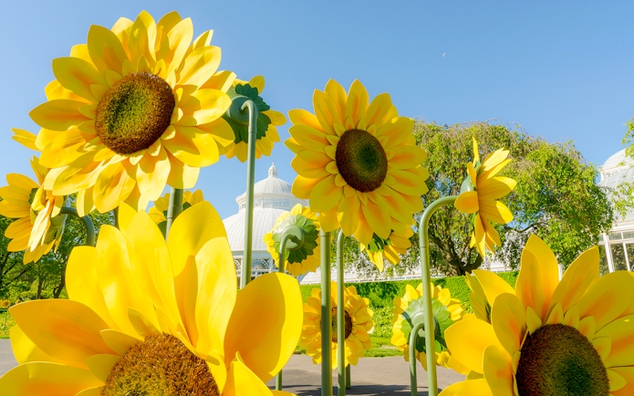 Sunflower sculptures in New York Botanical Garden with conservatory in background.