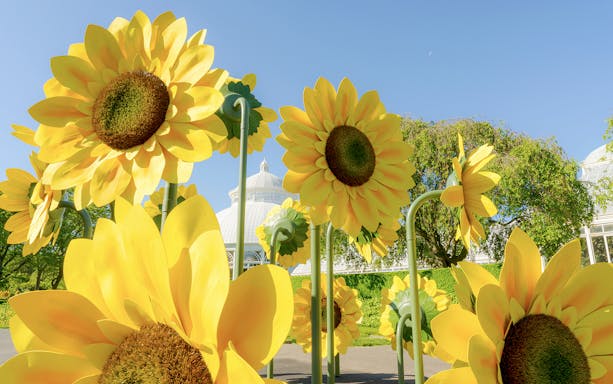 Sunflower sculptures in New York Botanical Garden with conservatory in background.