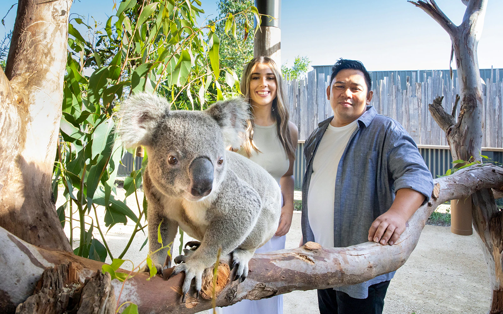 koalas