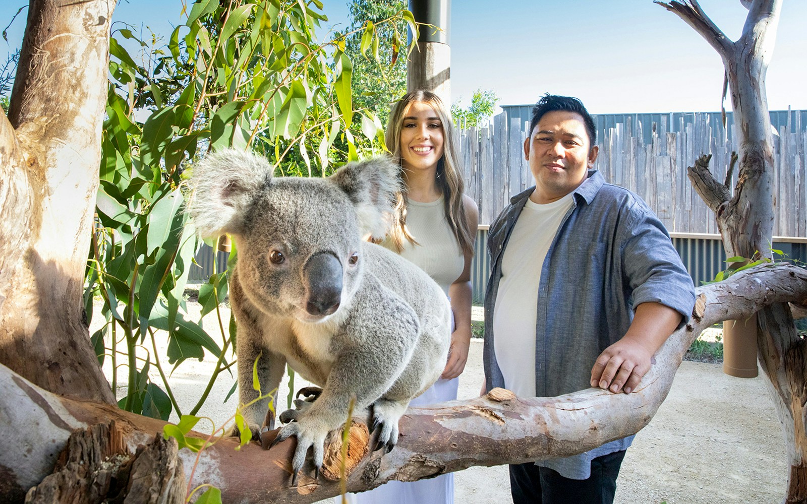 koalas