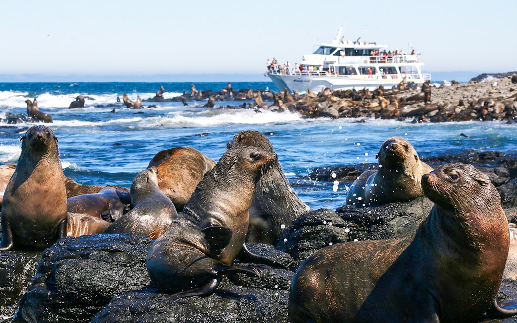 Seals on rocks with a tour boat in the background at Phillip Island.
