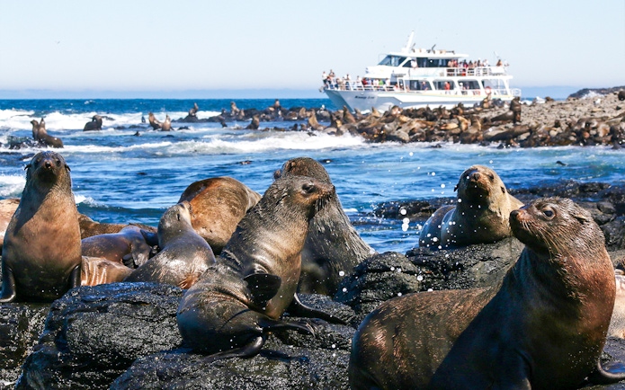 Seals on rocks with a tour boat in the background at Phillip Island.