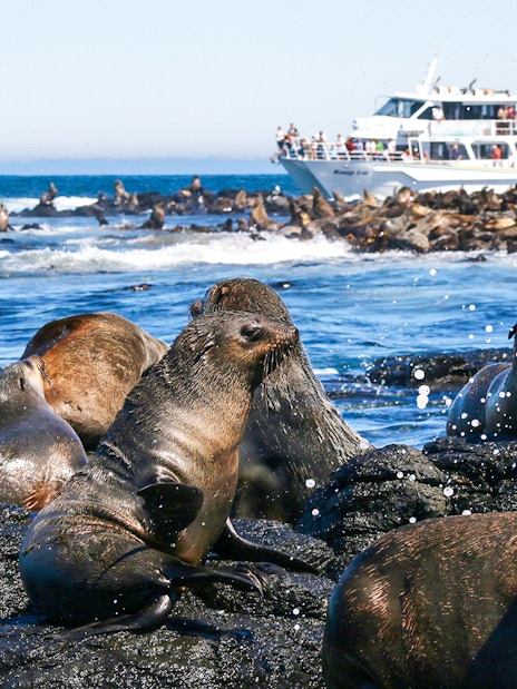 Seals on rocks with a tour boat in the background at Phillip Island.