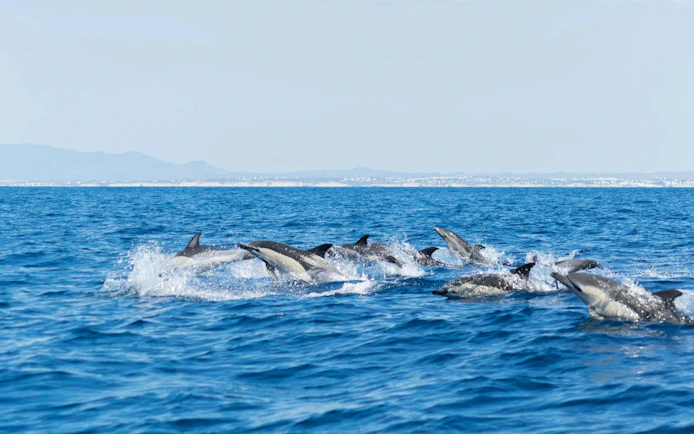 Dolphins swimming in the ocean near Portimão on a Benagil Cave boat tour.