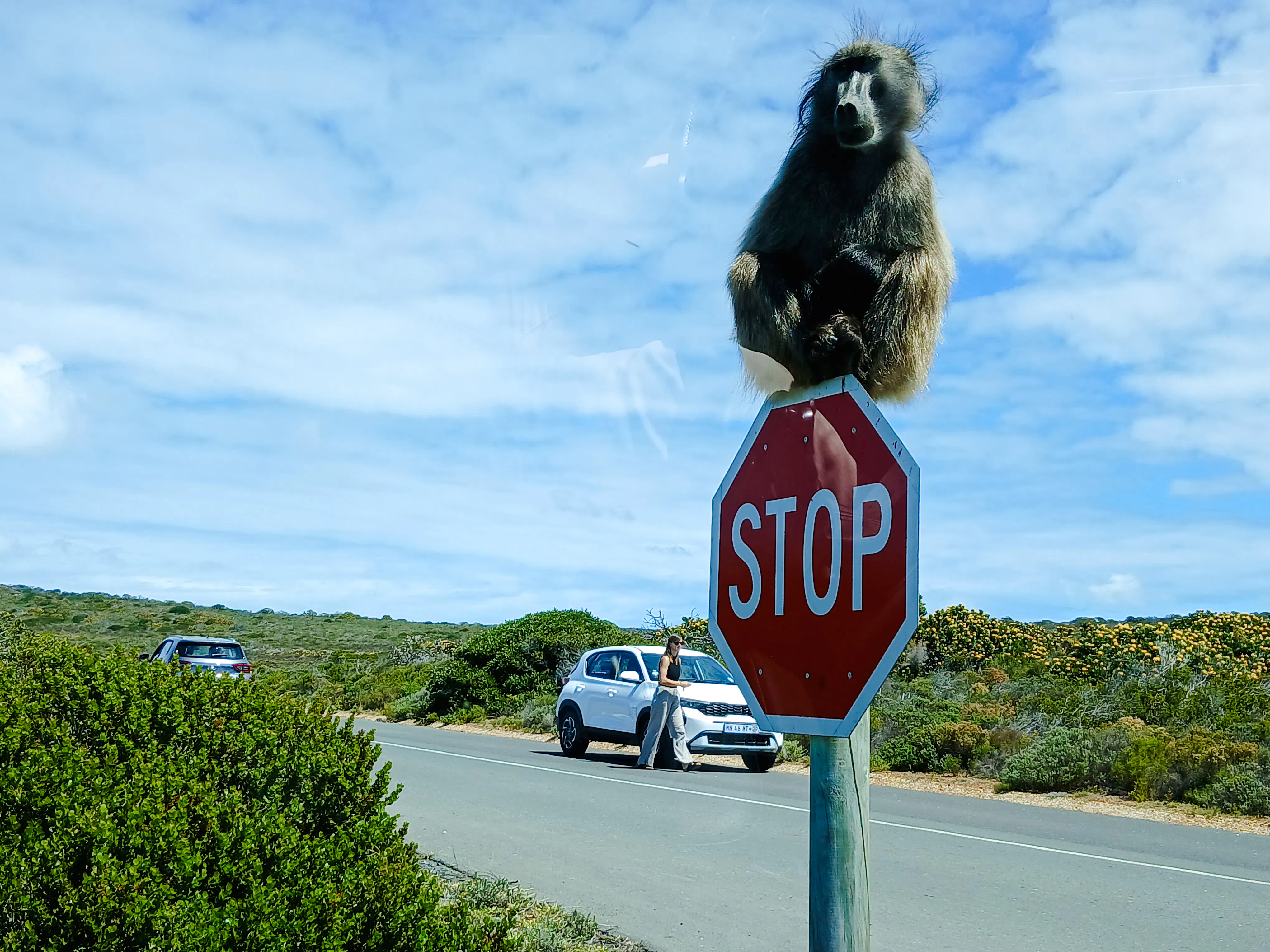 Cape Town Private Tour of Table Mountain, Cape of Good Hope and Boulders Beach Penguin Colony Image 10