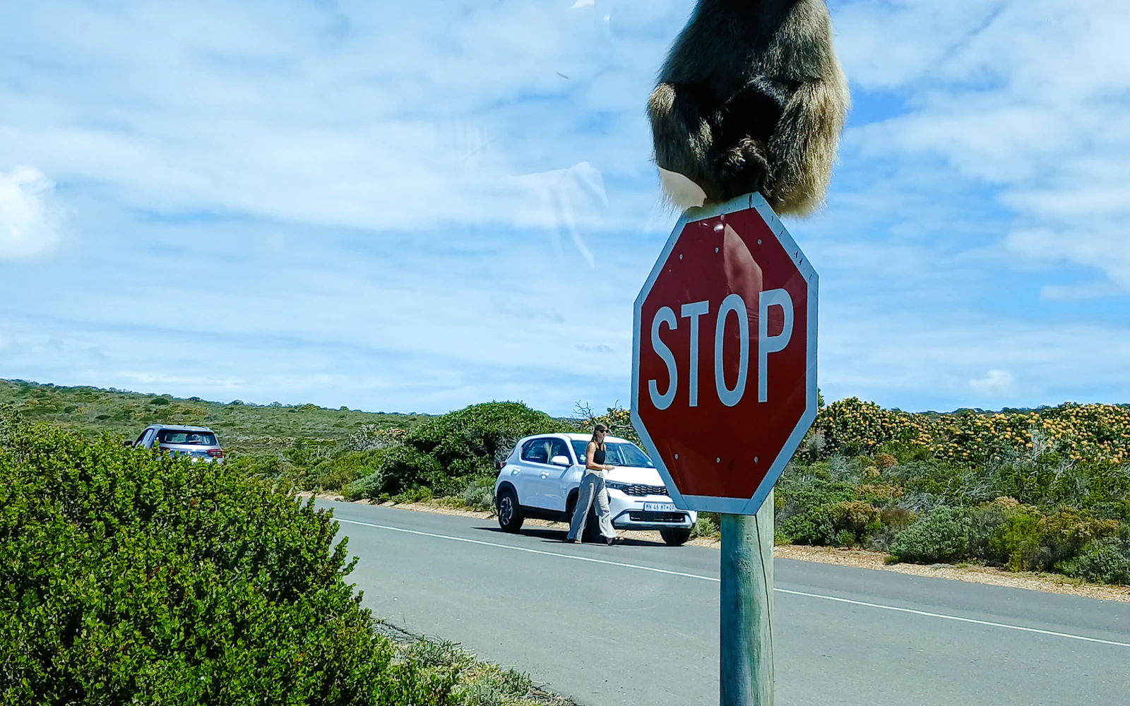 Cape Town Private Tour of Table Mountain, Cape of Good Hope and Boulders Beach Penguin Colony Image 10