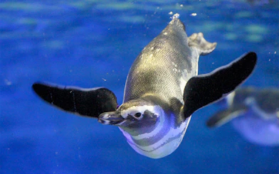 Penguin swimming underwater at Sumida Aquarium, Tokyo.