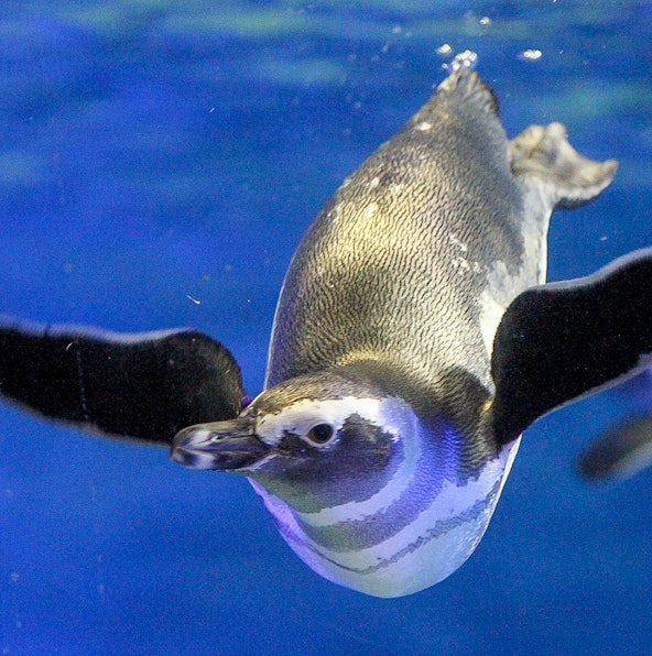 Sumida Aquarium: Penguins 2025 Relationship Chart