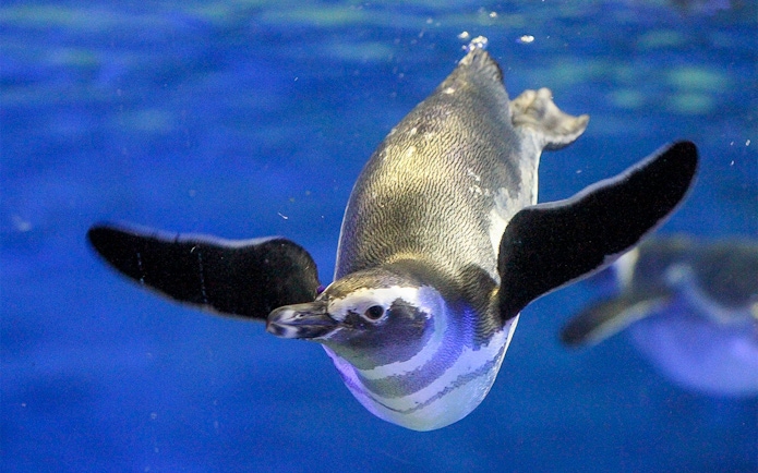 Penguin swimming underwater at Sumida Aquarium, Tokyo.