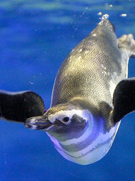 Penguin swimming underwater at Sumida Aquarium, Tokyo.