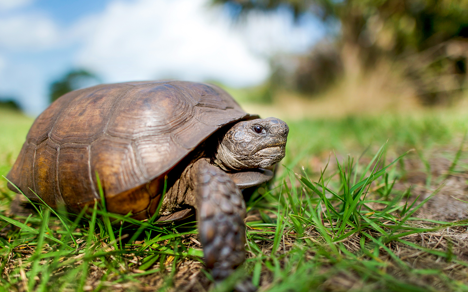 Gopher tortoise walking through green grass.