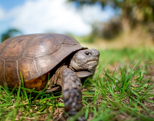 Gopher tortoise walking through green grass.