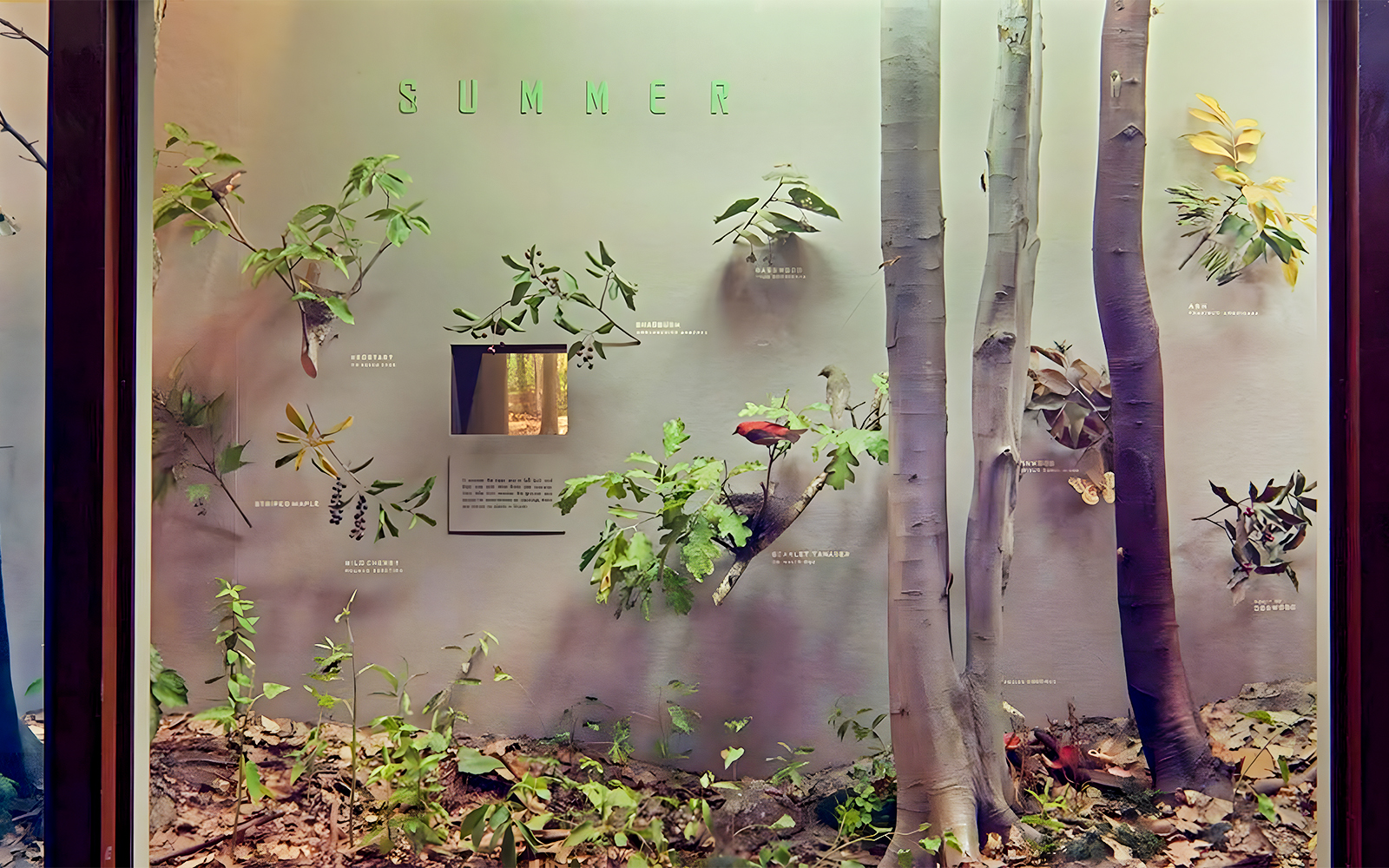 Seasons in the Woods, part of Felix M. Warburg Hall of New York State Environment in the American Museum of Natural History