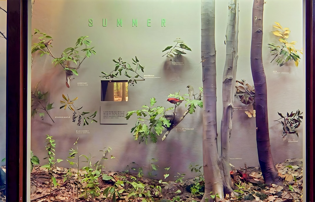 Seasons in the Woods, part of Felix M. Warburg Hall of New York State Environment in the American Museum of Natural History