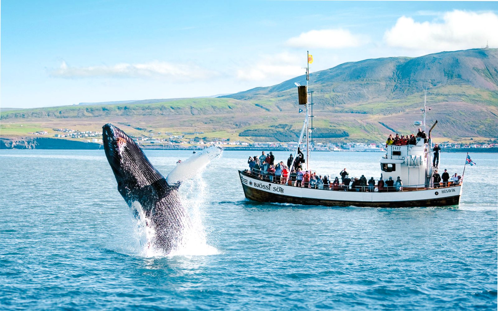 Whale breaching near tour boat in Husavik, Iceland.