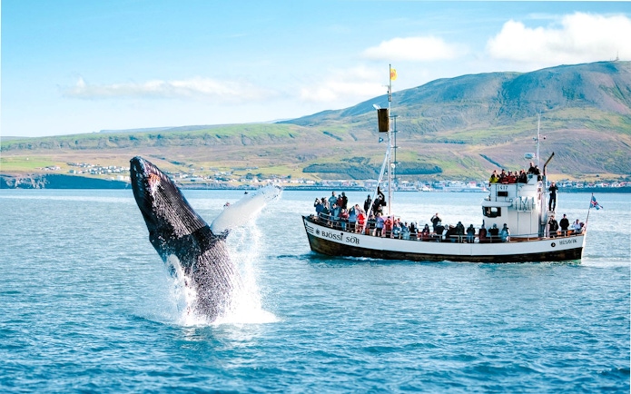 Whale breaching near tour boat in Husavik, Iceland.