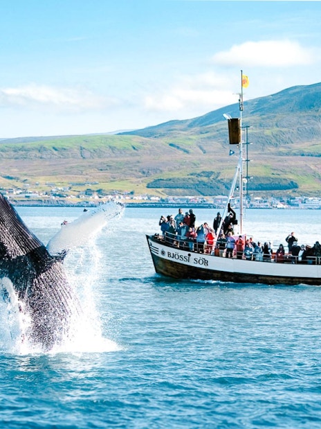 Whale breaching near tour boat in Husavik, Iceland.