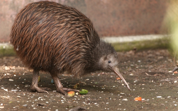 Kiwi bird in natural habitat, part of a small group tour from Auckland exploring New Zealand wildlife.