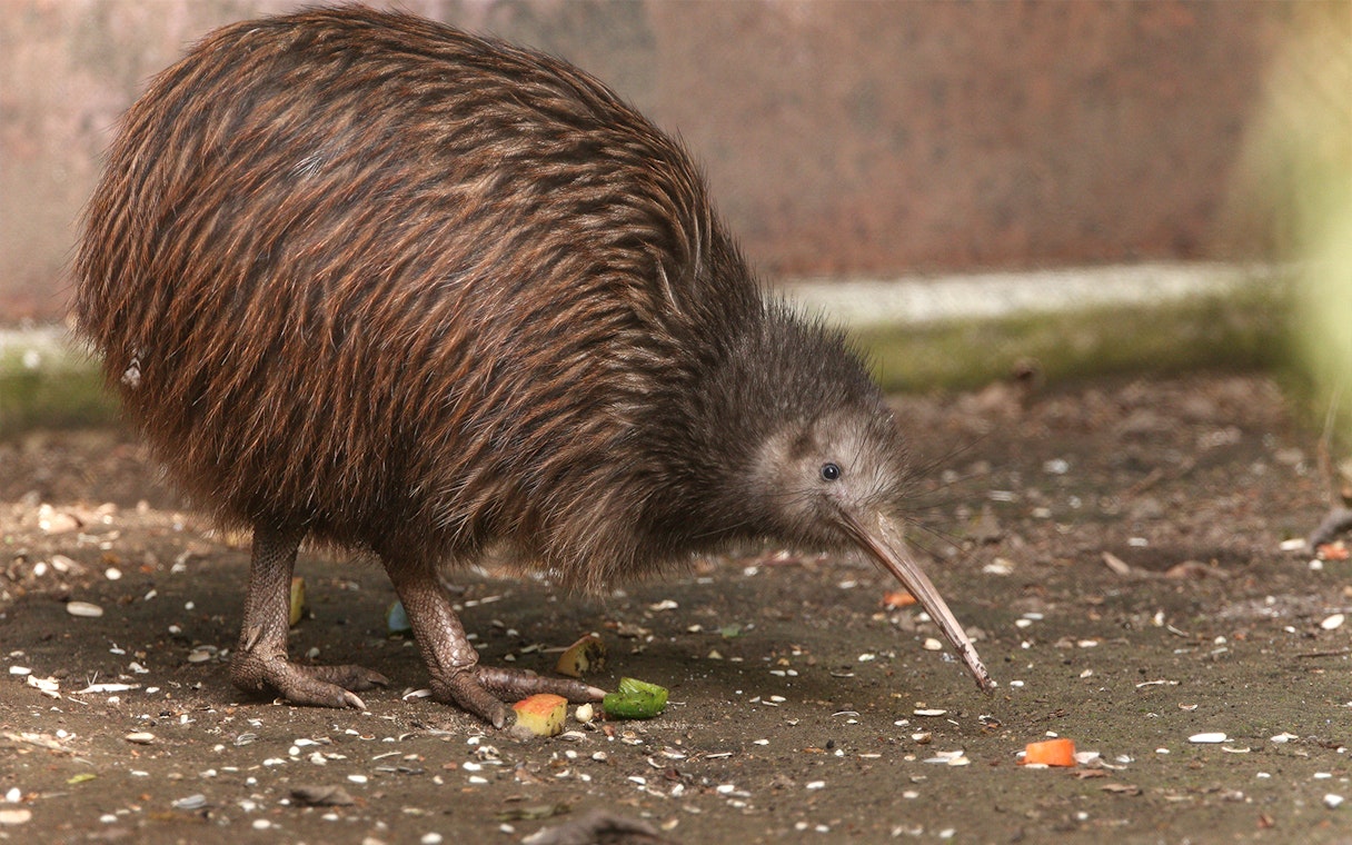 Kiwi bird in natural habitat, part of a small group tour from Auckland exploring New Zealand wildlife.