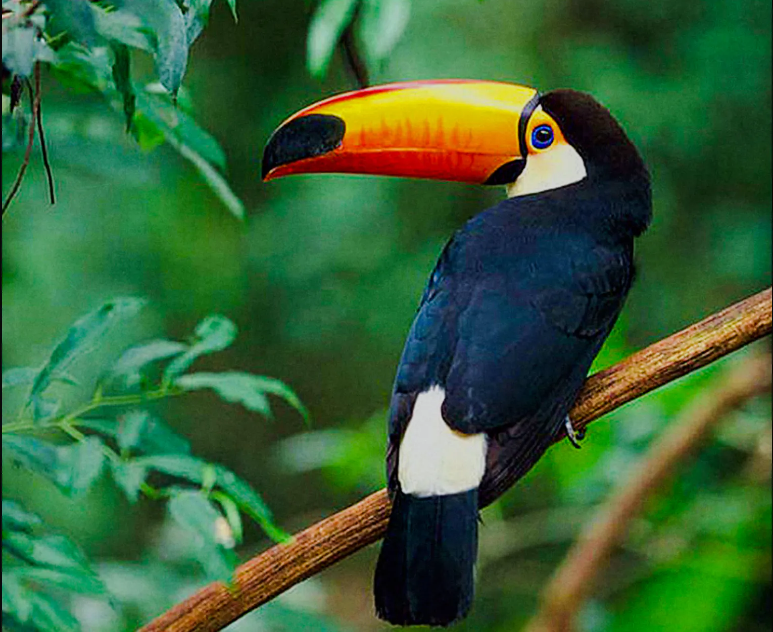 puerto iguazú nature escape: güirá oga wild animals shelter day trip-1
