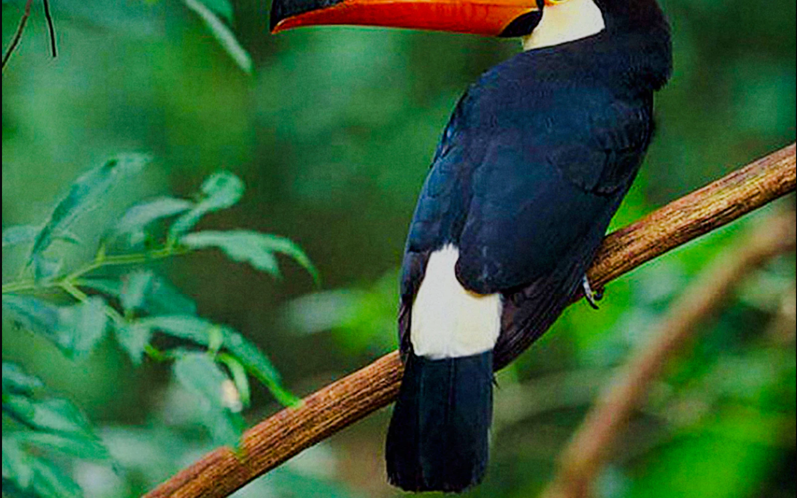 From Puerto Iguazú: Private Güirá Oga Wild Animals Shelter Day Trip