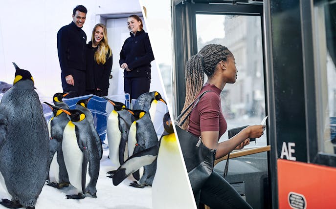 Penguins at SEA LIFE Melbourne and a person boarding Skybus Melbourne Airport shuttle.