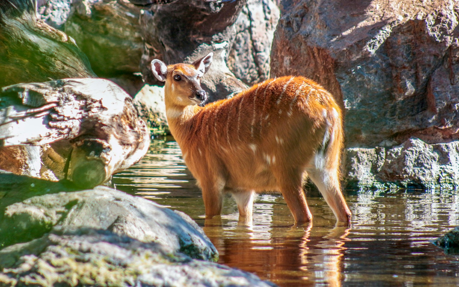 Sitatunga standing in water at Bioparc Valencia.