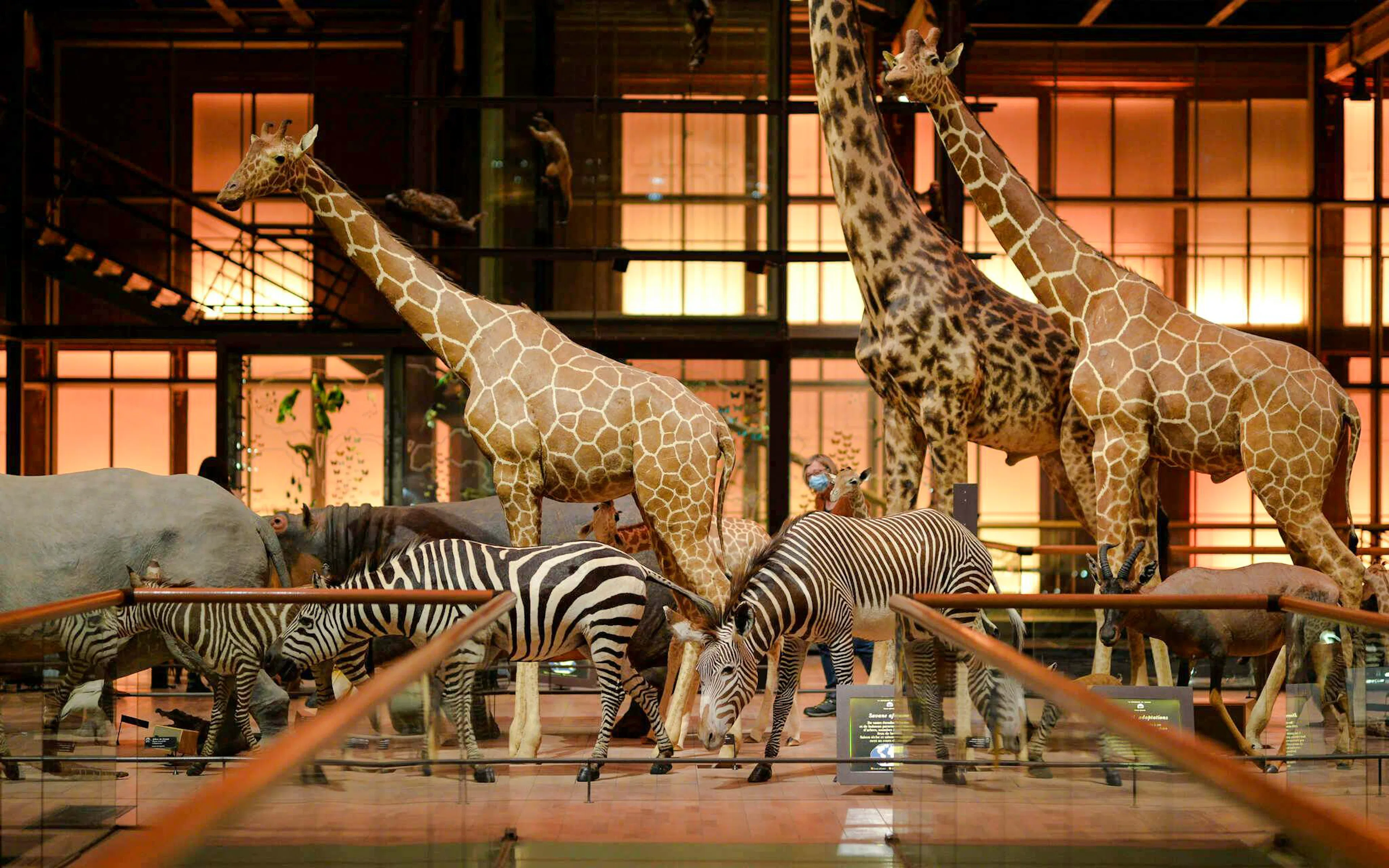 Giraffes and zebras displayed in Grande Galerie de l'Évolution, Paris.