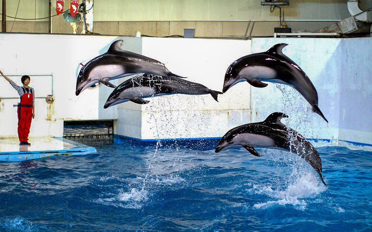 Dolphins performing at Noboribetsu Marine Park NIXE, Japan.