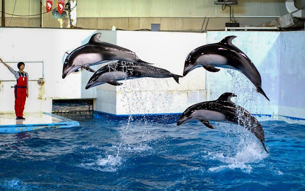 Dolphins performing at Noboribetsu Marine Park NIXE, Japan.