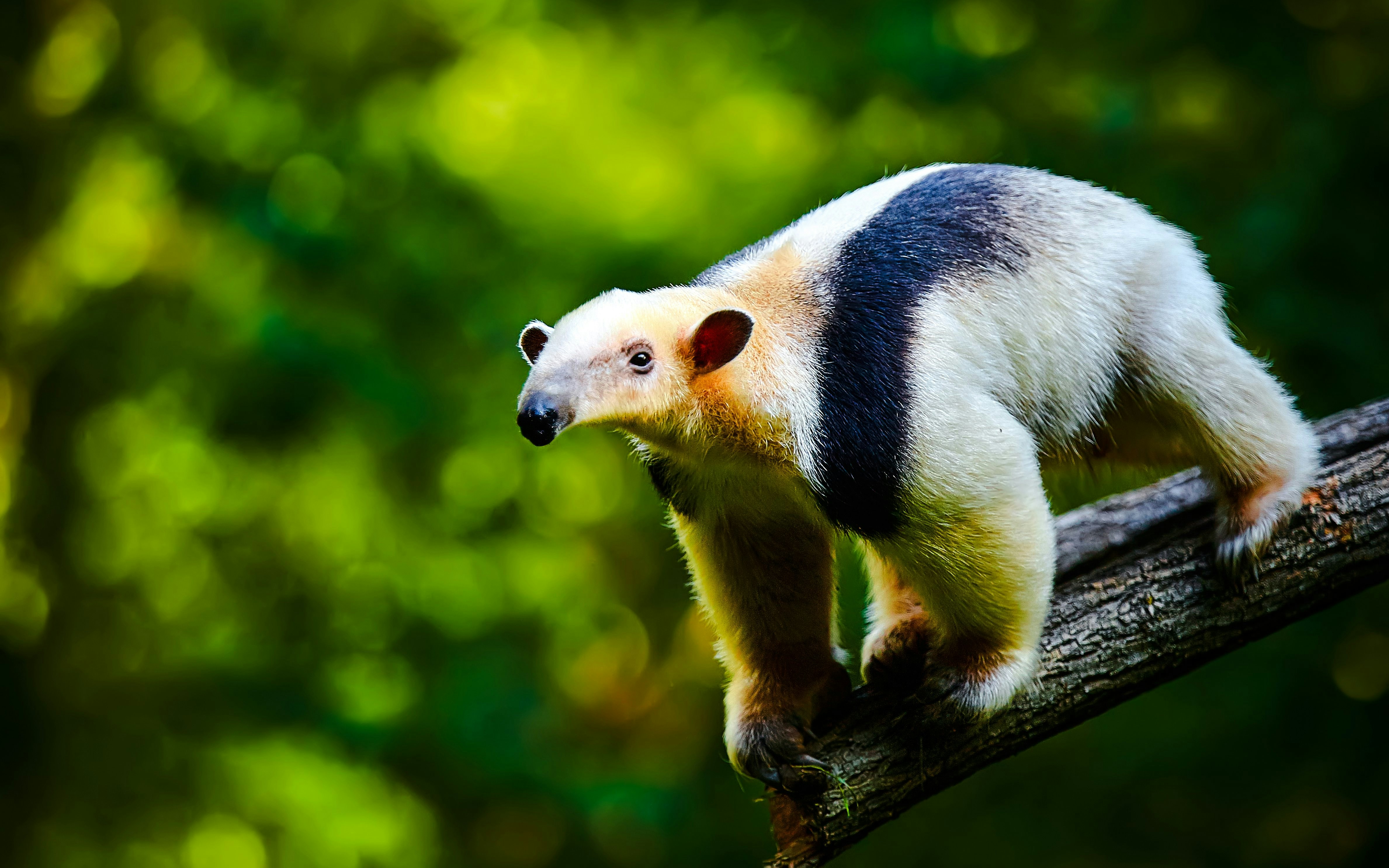 Anteater on a tree branch in The Butterfly Garden.