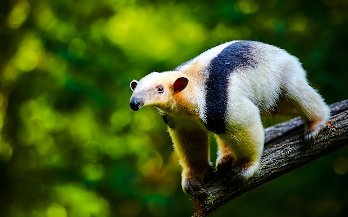 Anteater on a tree branch in The Butterfly Garden.