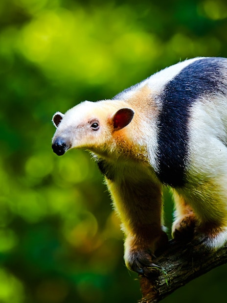 Anteater on a tree branch in The Butterfly Garden.
