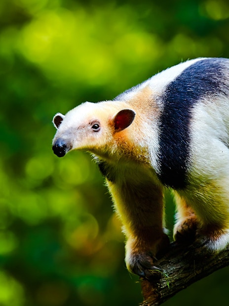 Anteater on a tree branch in The Butterfly Garden.