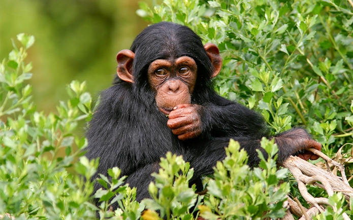 Family observing giraffes at Jardim Zoologico, Lisbon.