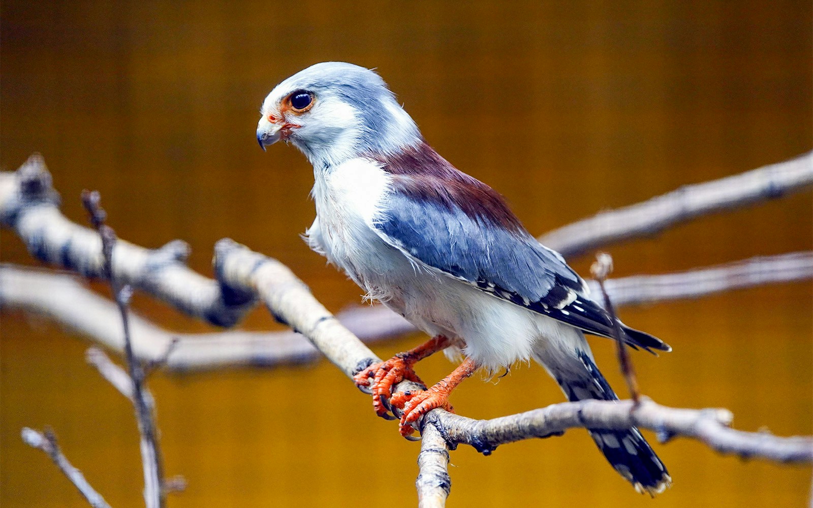 Kestrel perched on a branch at San Diego Zoo.