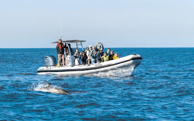 Tourists on boat watching dolphin during guided tour.