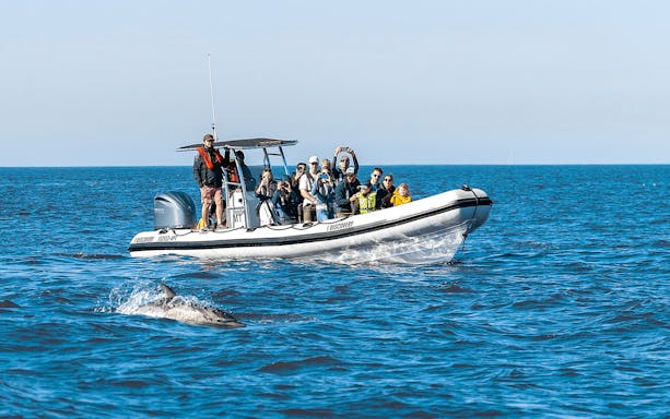 Tourists on boat watching dolphin during guided tour.