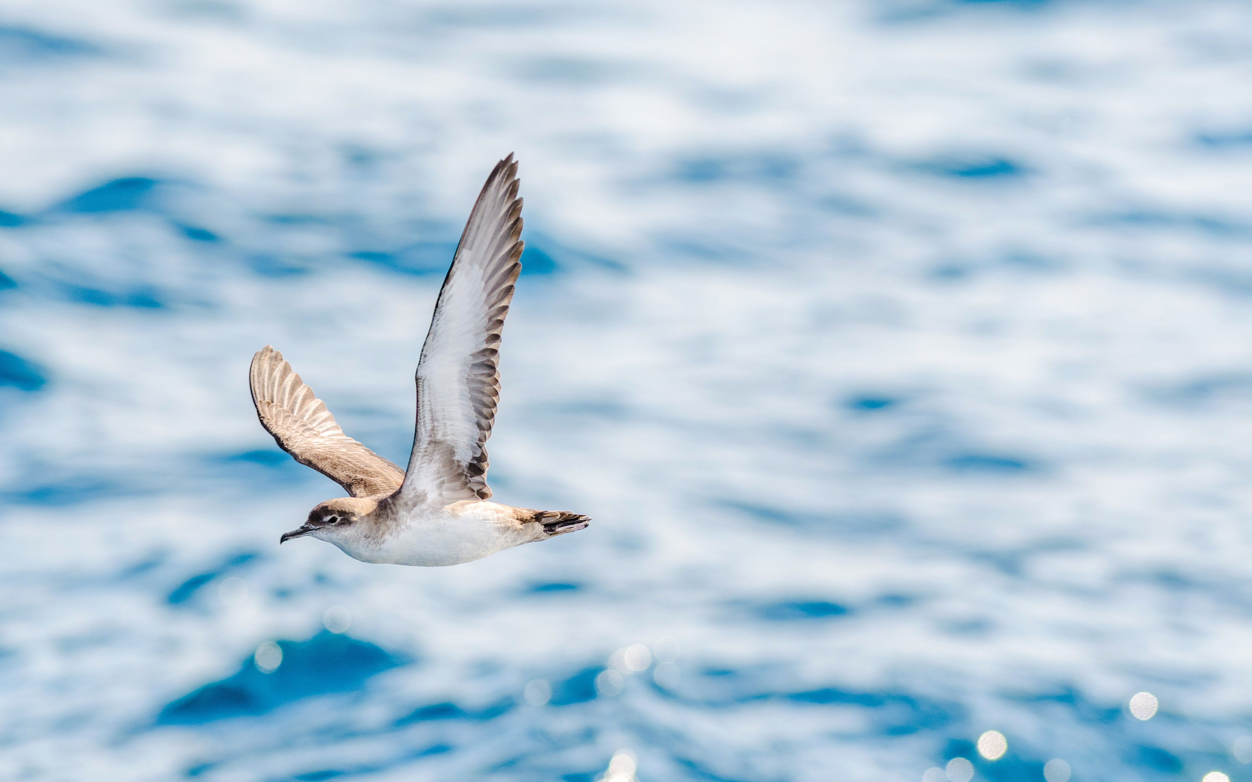 Balearic shearwater flying over the ocean.