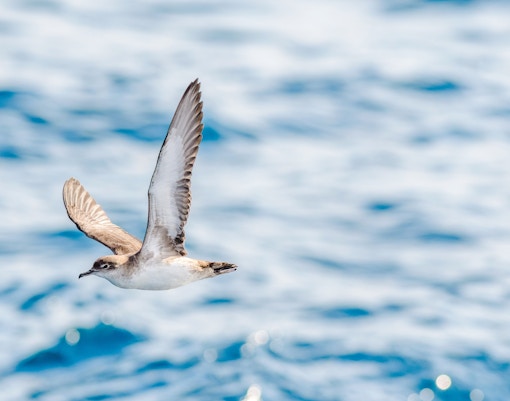 Balearic shearwater flying over the ocean.