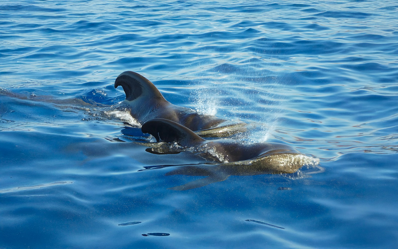 Dolphins swimming in blue ocean during No-Chase Whale and Dolphin Cruise.