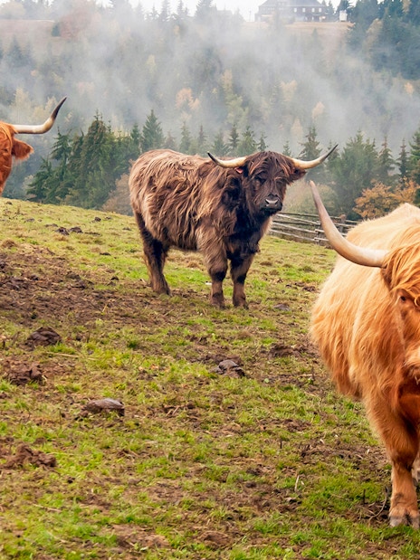 Highland cows grazing in a misty field near Loch Lomond, Scotland.