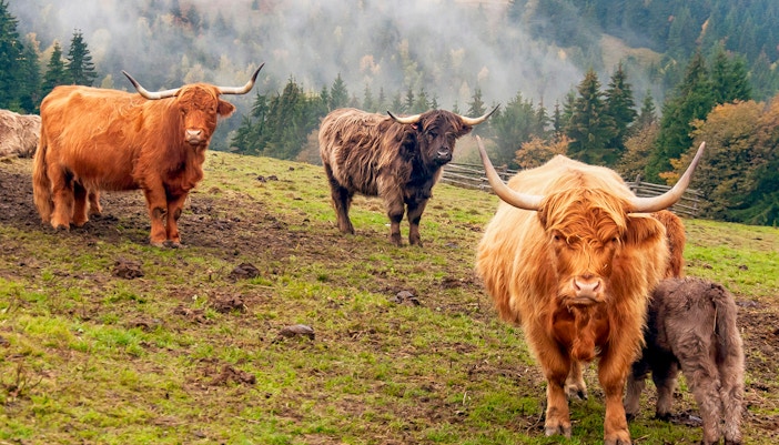 Highland cows grazing in a misty field near Loch Lomond, Scotland.