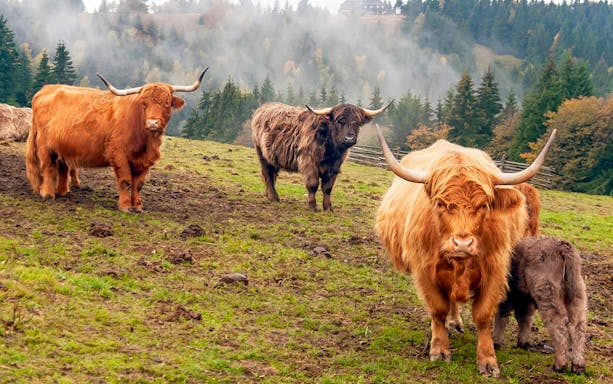 Highland cows grazing in a misty field near Loch Lomond, Scotland.