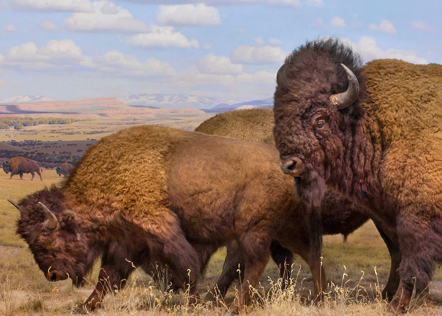 American Museum of Natural History